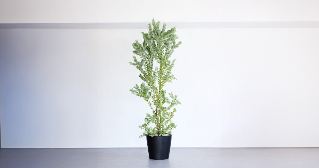 アカシア・ブルーブッシュ 15号 | 観葉植物の通販 AND PLANTS (アンド