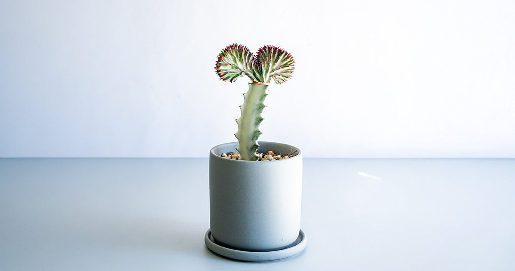 ユーフォルビア・ラクテアマハラジャ