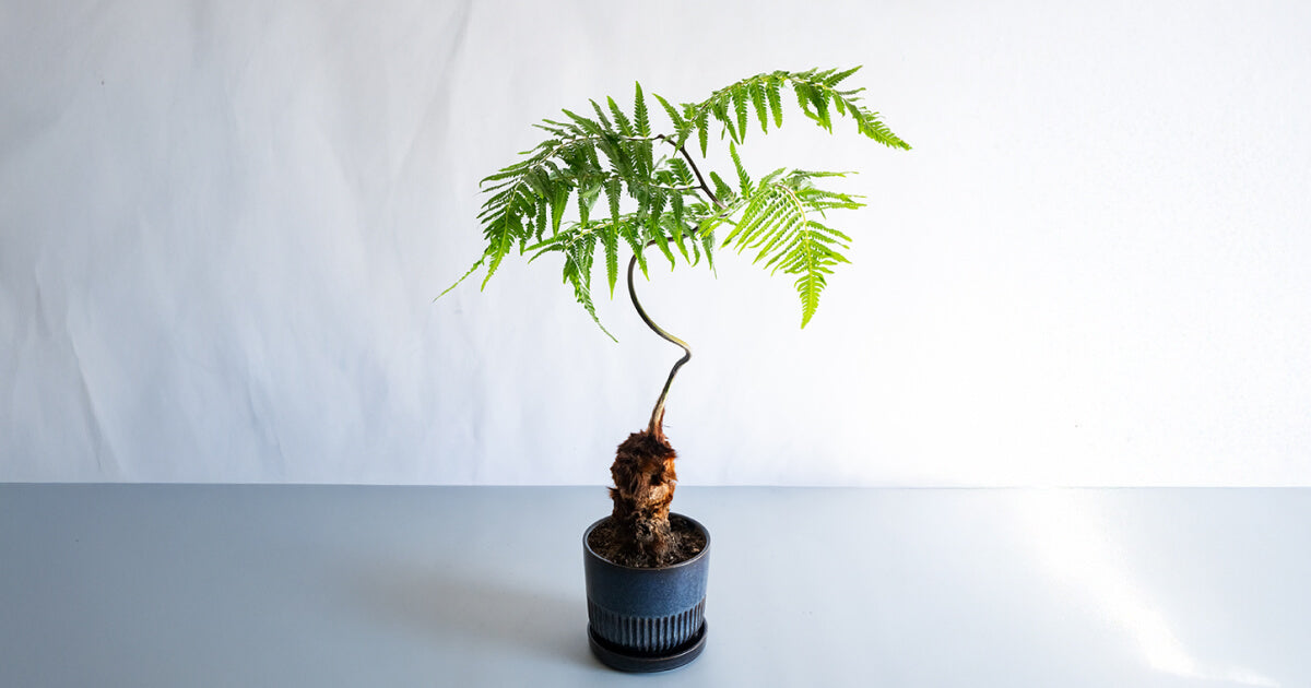 希少❗️ 人気　キンモウコウ　ゴールデンモンキー　シダ植物　観葉植物　プレゼント 希少❗️ 人気 キンモウコウ ゴールデンモンキー シダ植物 観葉植物