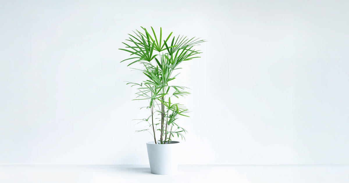 シュロチク | 観葉植物の通販 AND PLANTS (アンドプランツ)