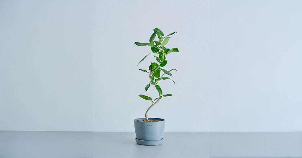 フィカス・ベンガレンシス 5号 | 観葉植物の通販 AND PLANTS (アンド
