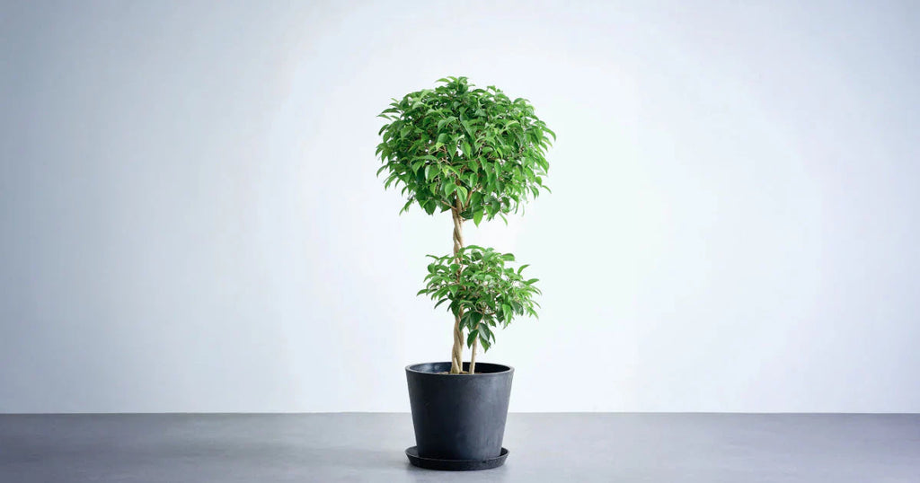 フィカス・ベンジャミン・リッチ 10号 | 観葉植物の通販 AND PLANTS フィカス・ベンジャミン・リッチ 10号 | 観葉植物の通販 AND PLANTS