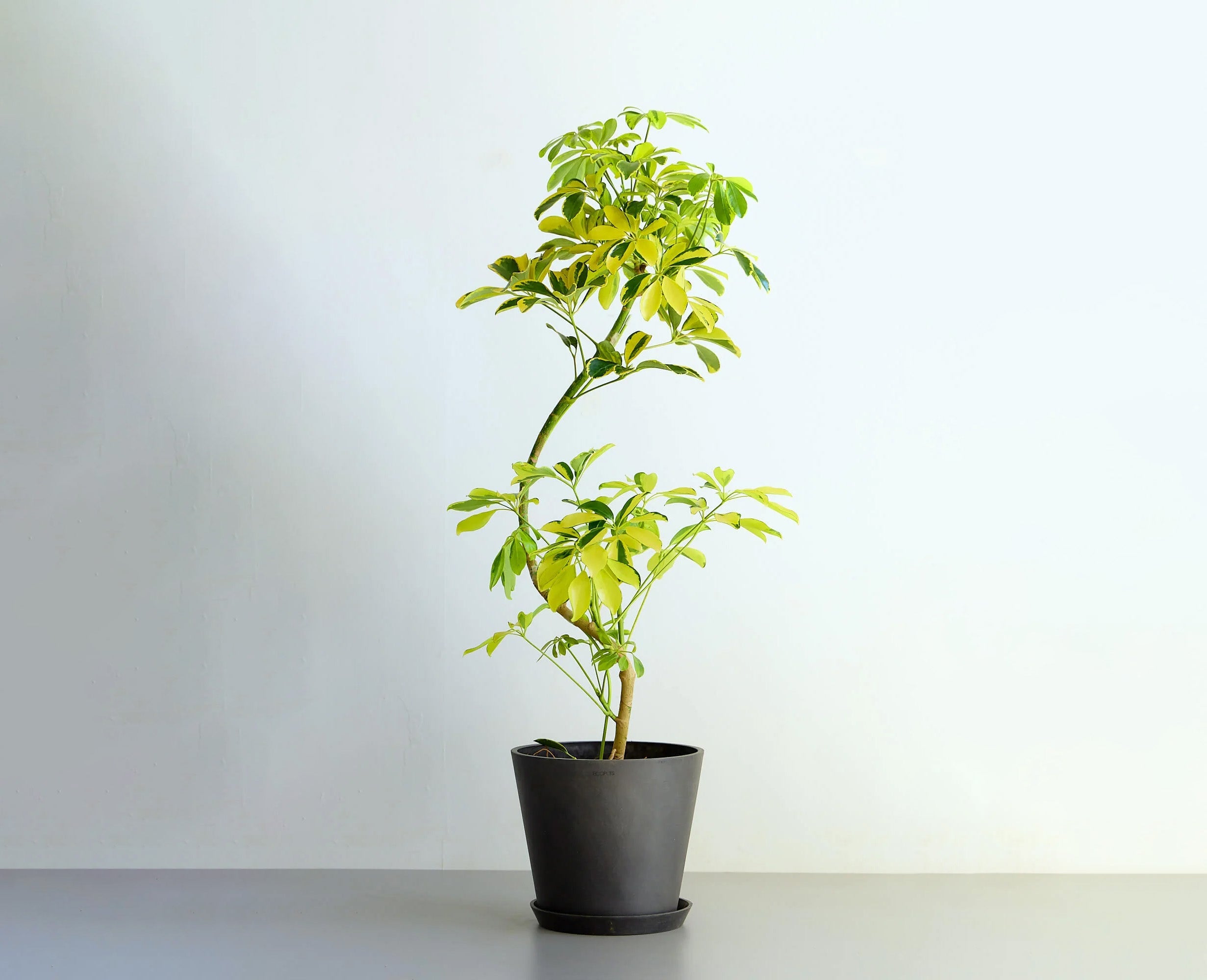 シェフレラ・ハッピーイエロー 8号 | 観葉植物の通販 AND PLANTS