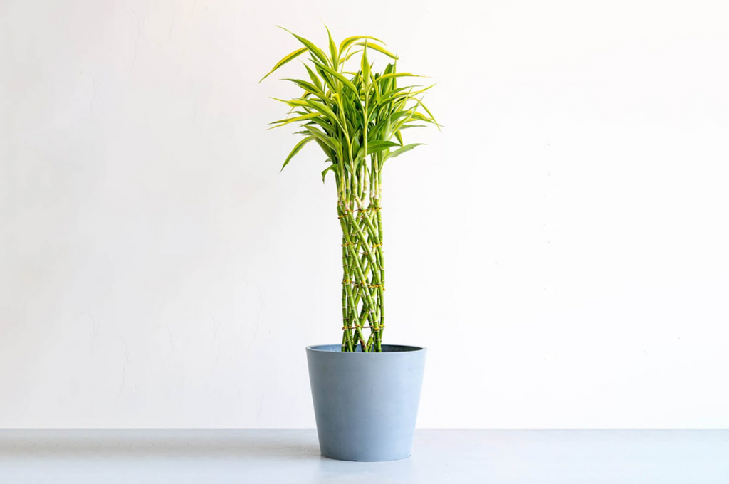 ミリオンバンブーご確認用 ミリオンバンブー 10号 | 観葉植物の通販 AND PLANTS (アンドプランツ)