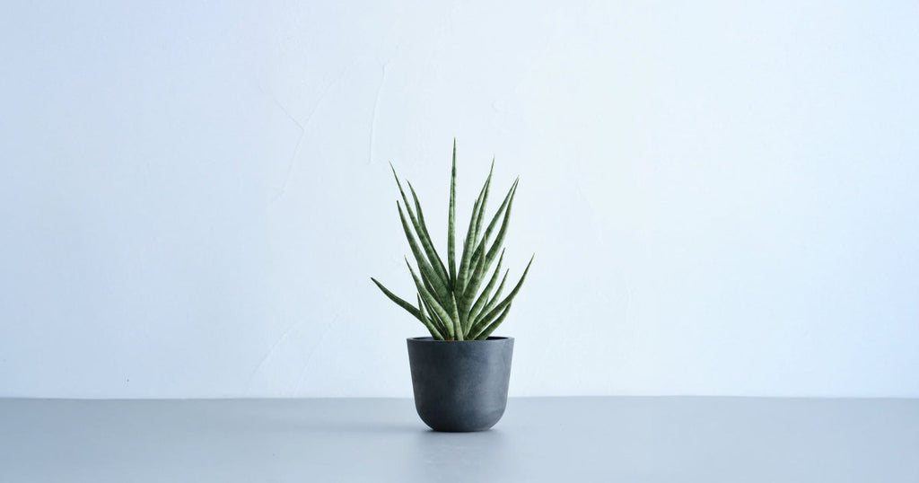 サンスベリア・トーチ 3号