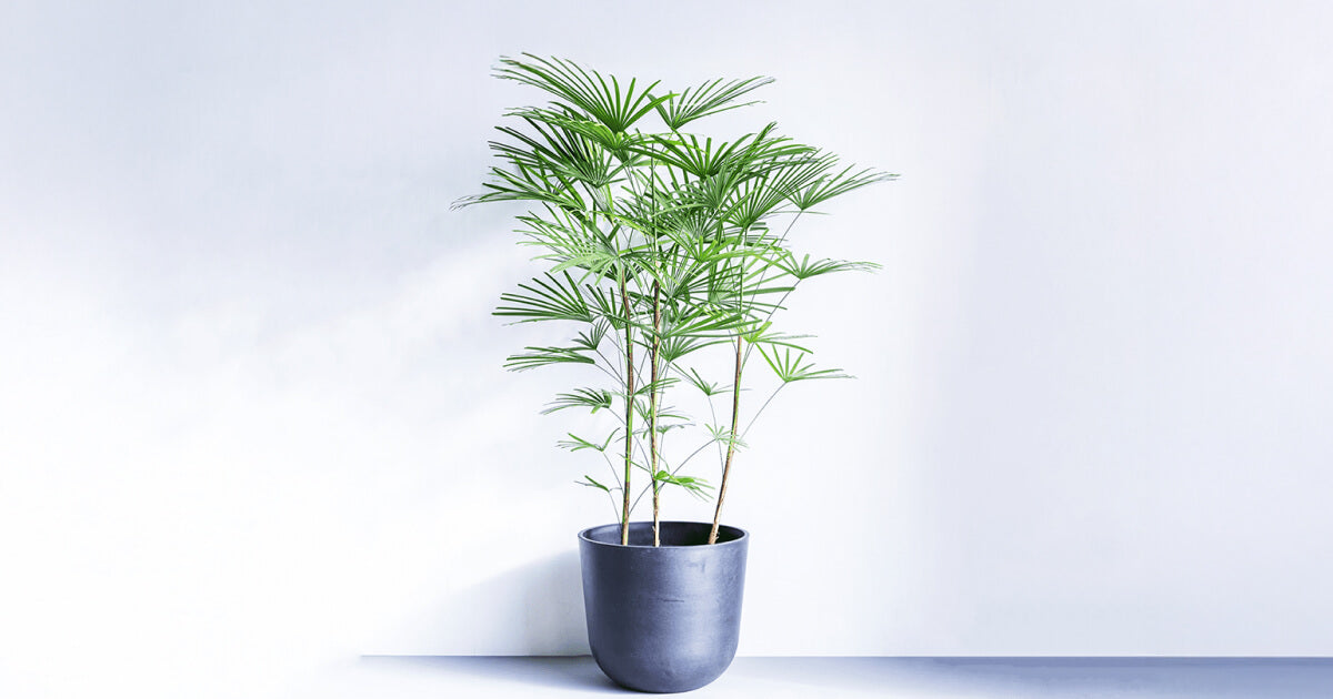 雲南シュロチク | 観葉植物の通販 AND PLANTS (アンドプランツ)