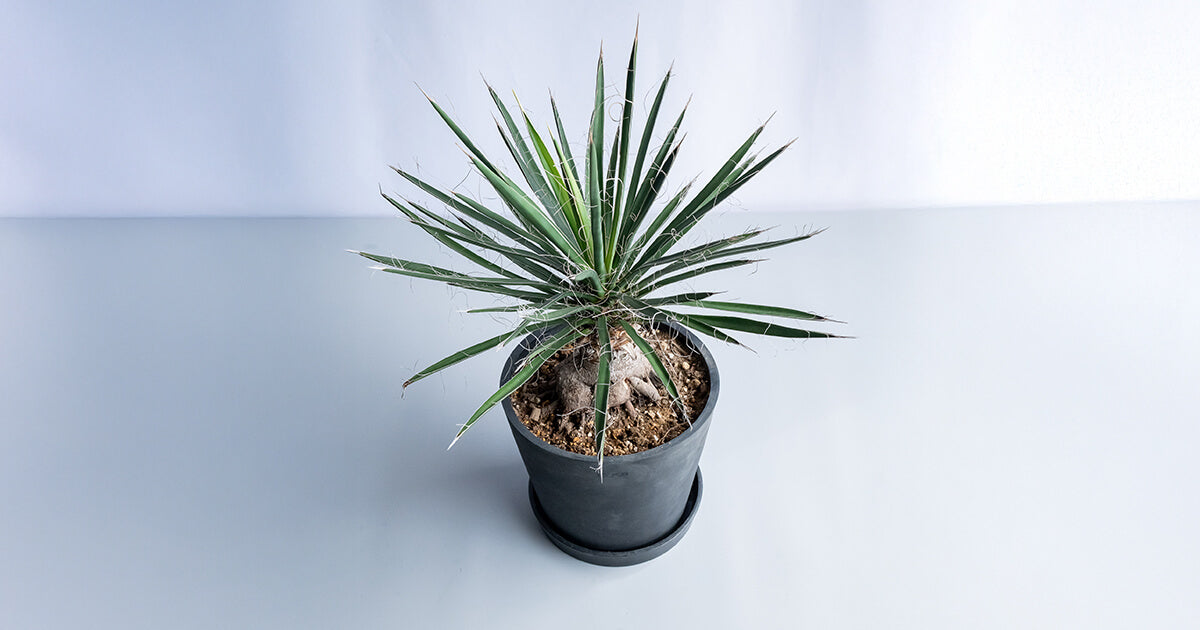 ユッカ・エレファンティペス（青年の木） | 観葉植物の通販 AND PLANTS
