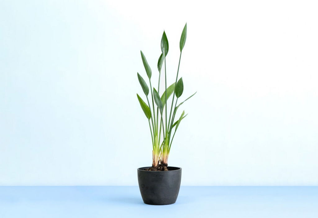 ストレリチア 5号 | 観葉植物の通販 AND PLANTS (アンドプランツ) ストレリチア 5号 | 観葉植物の通販 AND PLANTS (アンドプランツ)