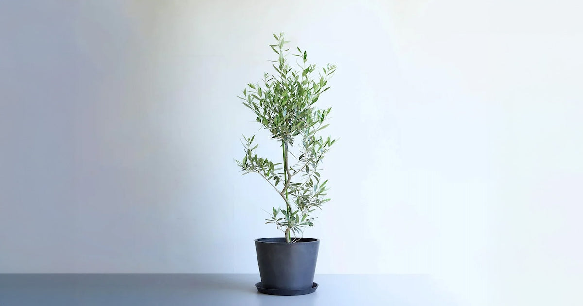 オリーブ・チプレッシーノ| 観葉植物通販 AND PLANTS (アンドプランツ)