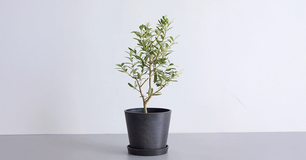 オリーブ・チプレッシーノ 6号 | 観葉植物の通販 AND PLANTS (アンド