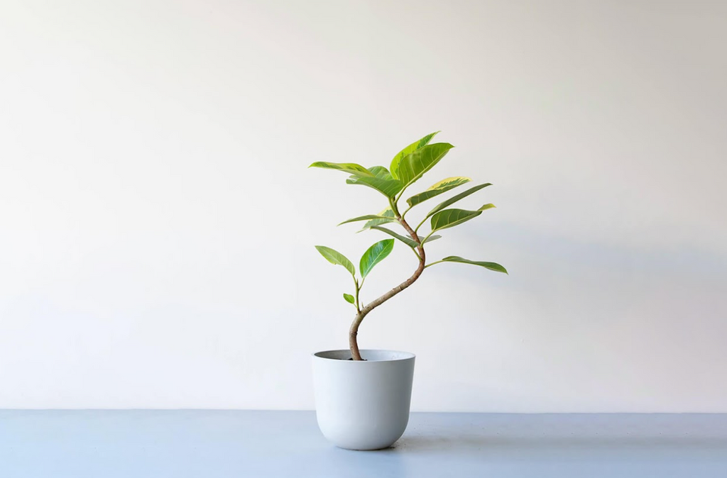 フィカス・アルテシマ まがり | 観葉植物の通販 AND PLANTS (アンド フィカス・アルテシマ まがり | 観葉植物の通販 AND PLANTS (アンド