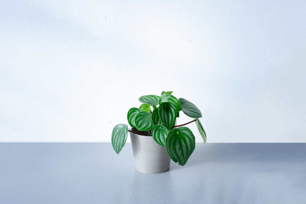 ペペロミア・サンデルシー（スイカペペロミア) 4号