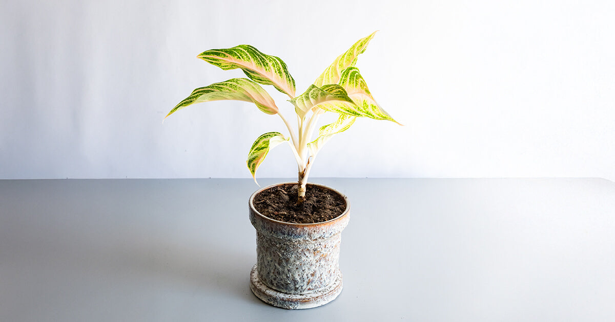 アグラオネマ・ピンクパナマ