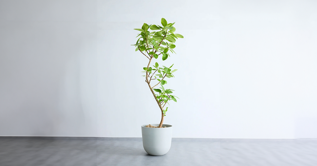 フィカス・アルテシマ 13号 | 観葉植物の通販 AND PLANTS (アンドプランツ)