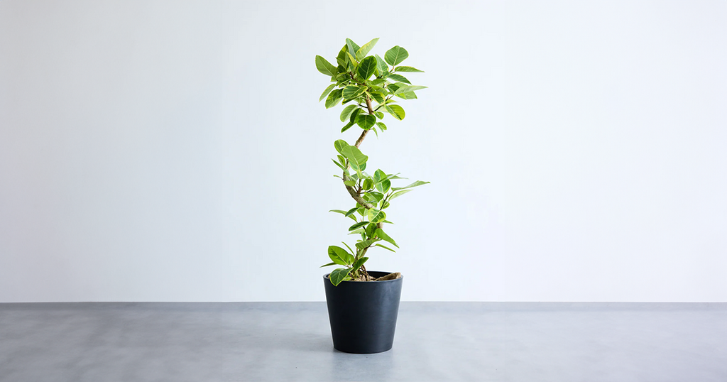 フィカス・アルテシマ 15号 | 観葉植物の通販 AND PLANTS (アンドプランツ)