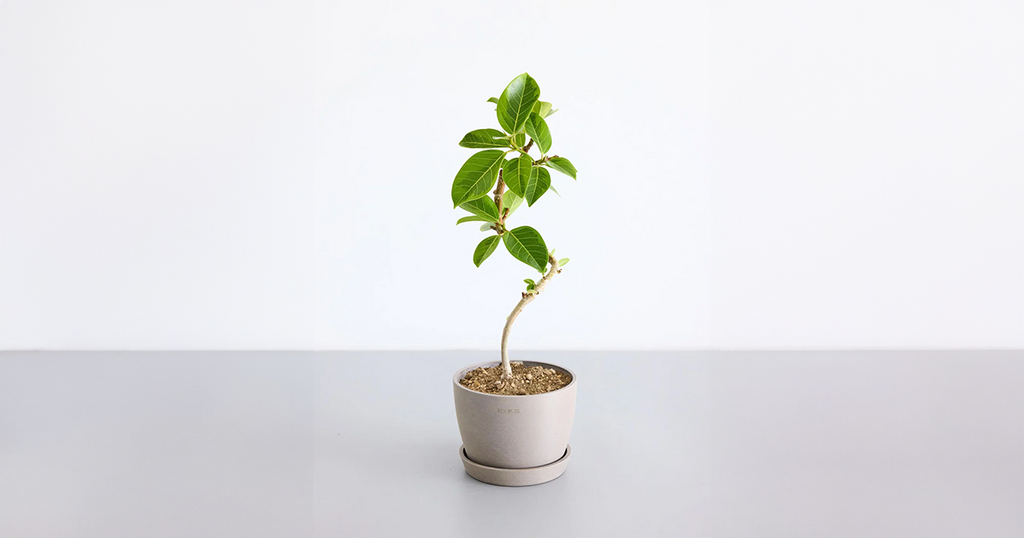 フィカス・アルテシマ 5号 | 観葉植物の通販 AND PLANTS (アンドプランツ)