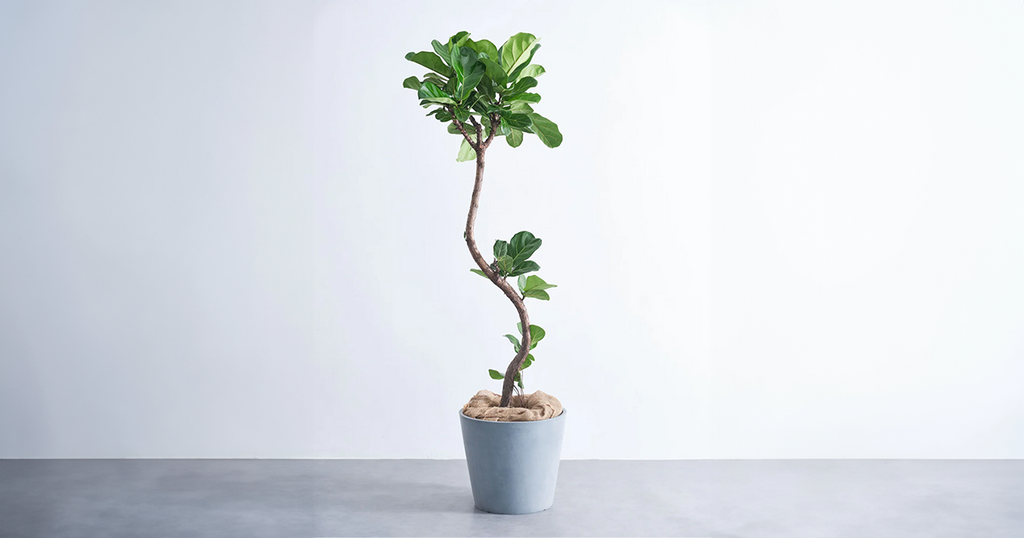 フィカス・リラータ・バンビーノ 13号 | 観葉植物の通販 AND PLANTS