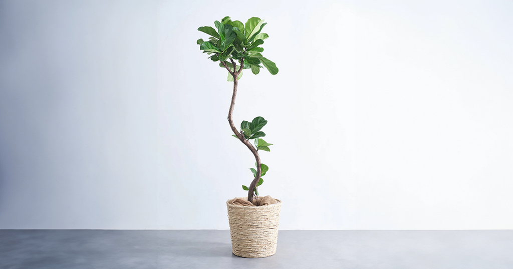 フィカス・リラータ・バンビーノ 15号 | 観葉植物の通販 AND PLANTS