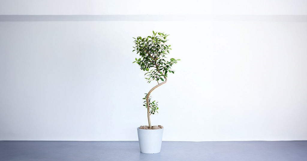 フランスゴム　リビングサイズ フランスゴムの木 13号 | 観葉植物の通販 AND PLANTS (アンドプランツ)