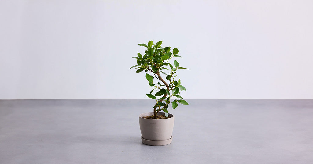 フランスゴム　SPILAL リビングサイズ　no5 フランスゴムの木 5号 | 観葉植物の通販 AND PLANTS (アンドプランツ)