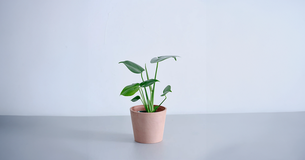 モンステラ・デリシオーサ 4号 | 観葉植物の通販 AND PLANTS (アンド