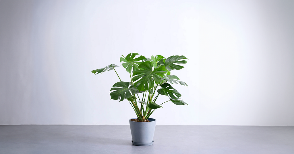 モンステラ　デリシオーサ　8号鉢つき　深穴開き❗2株植え❗　や モンステラ・デリシオーサ 8号 | 観葉植物の通販 AND PLANTS (アンド