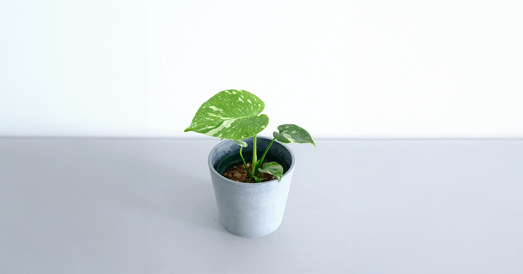 モンステラ・タイコンステレーション 4号 | 観葉植物の通販 AND PLANTS