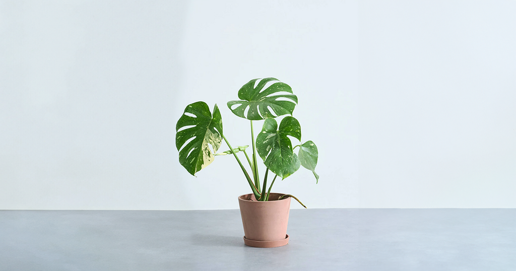 モンステラ・タイコンステレーション 6号 | 観葉植物の通販 AND PLANTS
