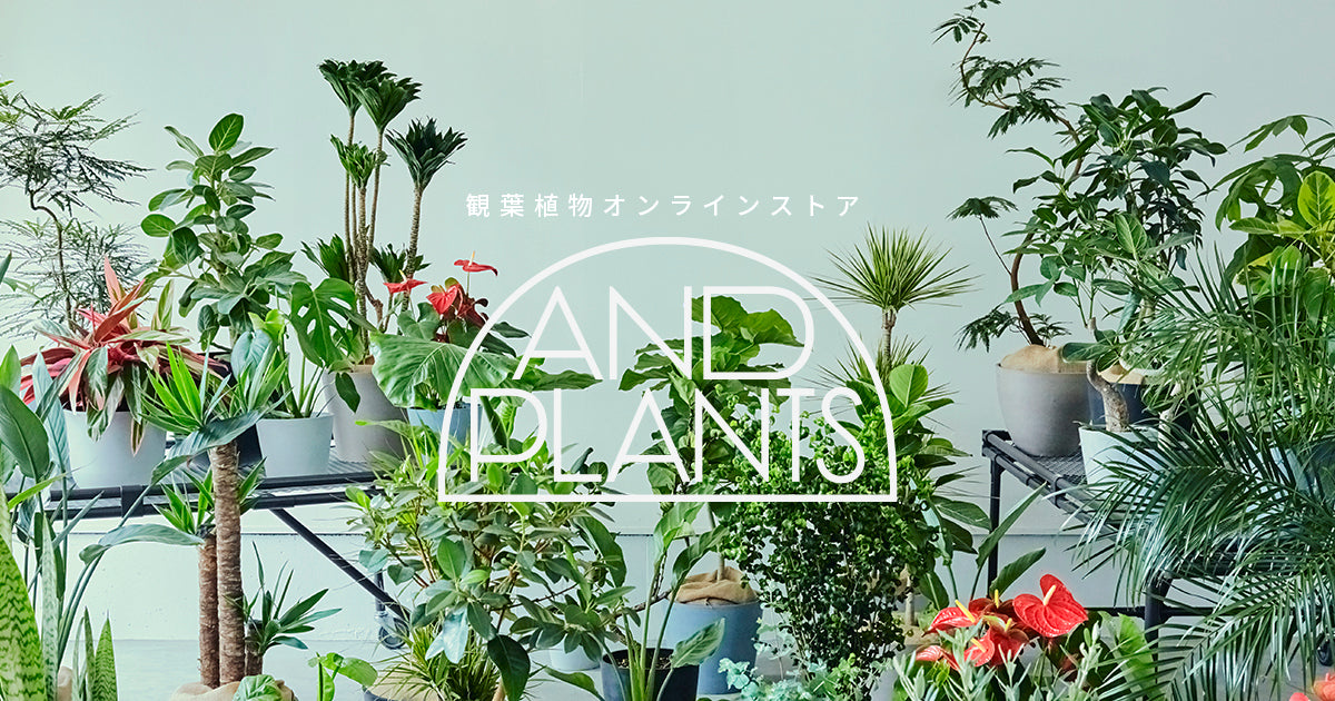 ボトルツリーの育て方 | 観葉植物・お花の通販 AND PLANTS (アンド