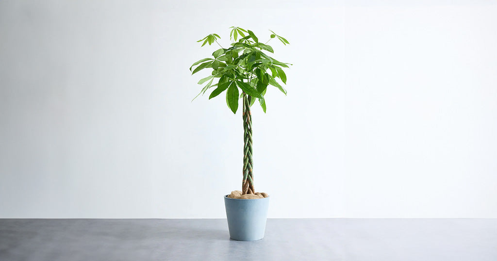 パキラです¨̮ )/ パキラ 13号 | 観葉植物の通販 AND PLANTS (アンドプランツ)