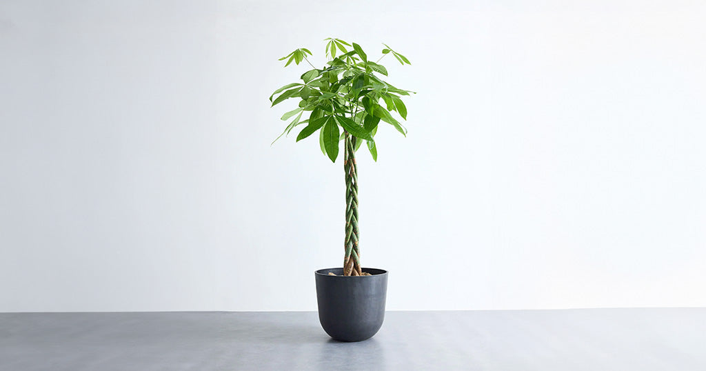 パキラ 15号 | 観葉植物の通販 AND PLANTS (アンドプランツ)