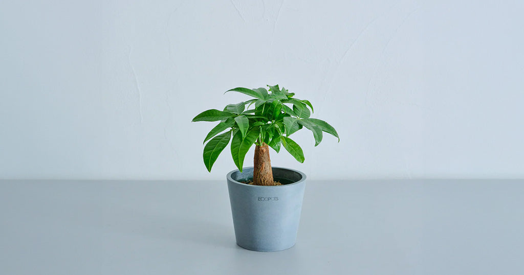 パキラ 3号 | 観葉植物の通販 AND PLANTS (アンドプランツ)