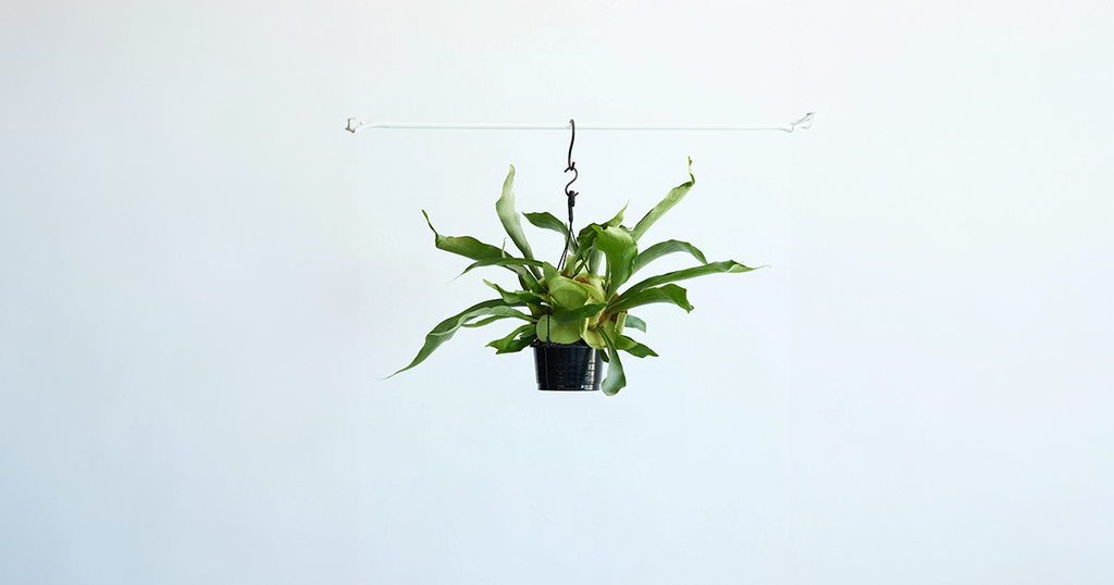 ビカクシダ・ネザーランド 5号 | 観葉植物の通販 AND PLANTS (アンド