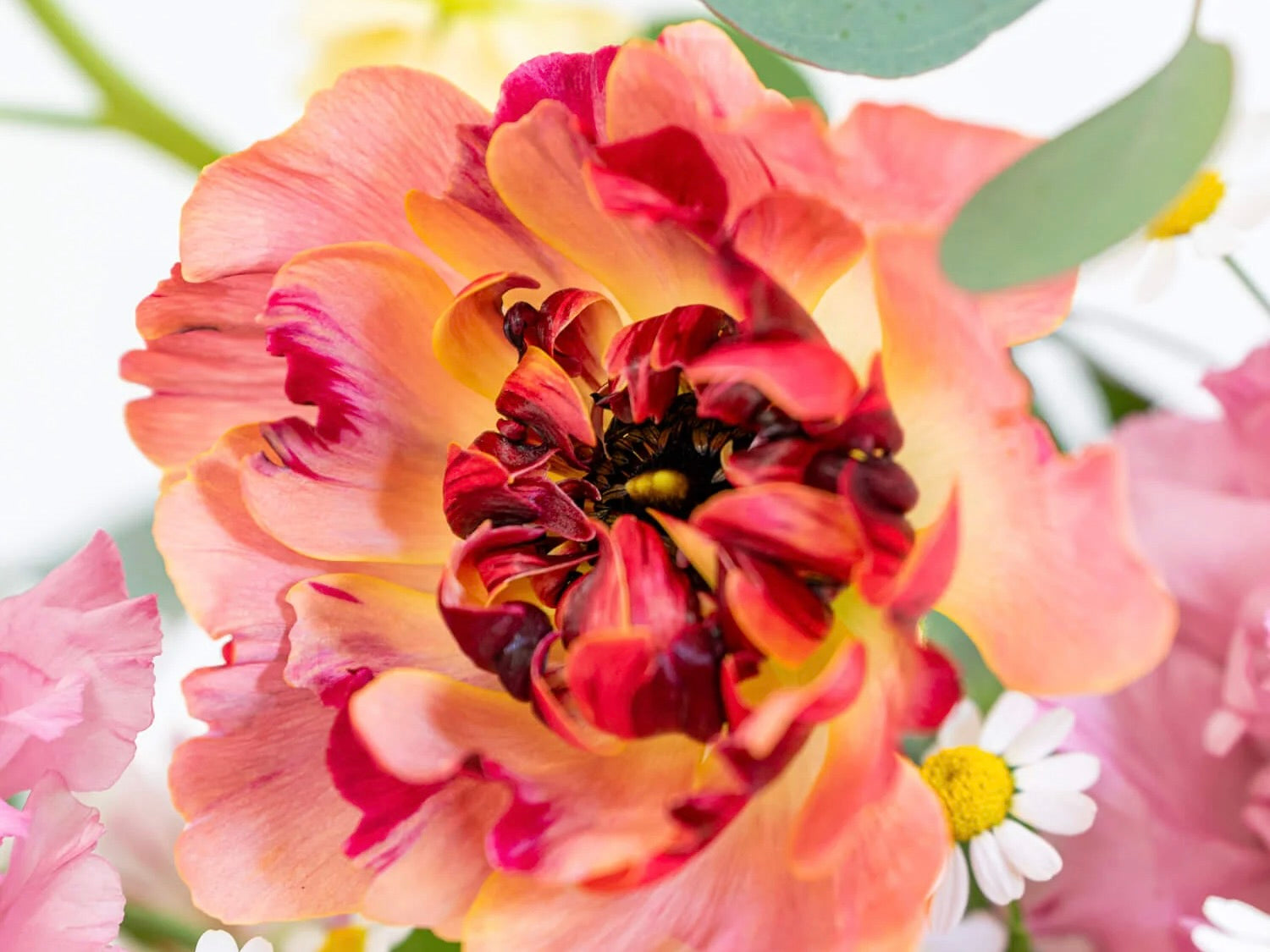 3月4日の誕生花：アザレア・ペラルゴニウムの花言葉など | 観葉