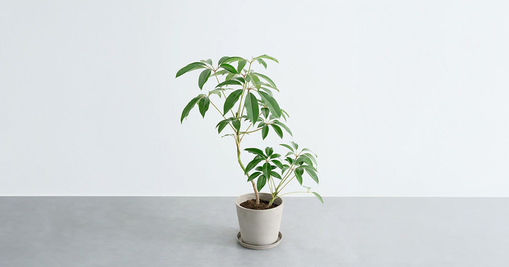 ツピダンサス 10号 | 観葉植物の通販 AND PLANTS (アンドプランツ)