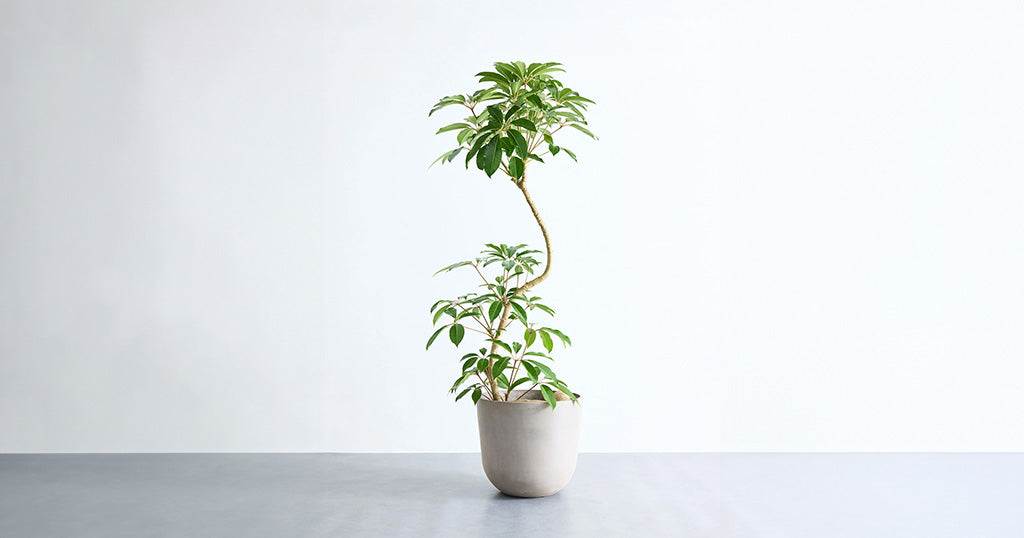 ツピダンサス 13号 | 観葉植物の通販 AND PLANTS (アンドプランツ)