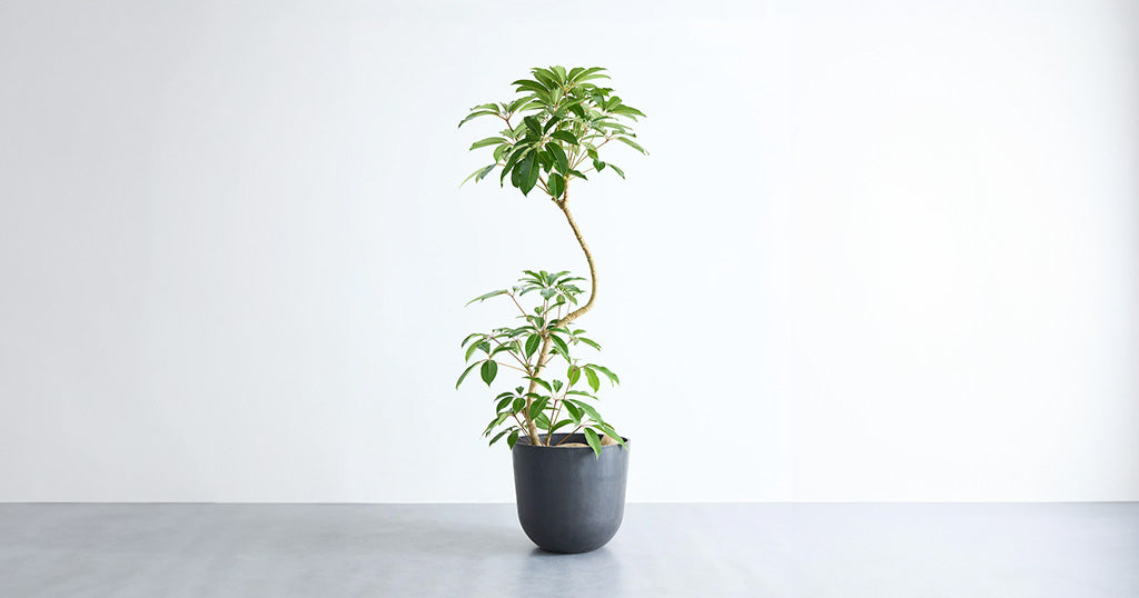 ツピダンサス 15号 | 観葉植物の通販 AND PLANTS (アンドプランツ)