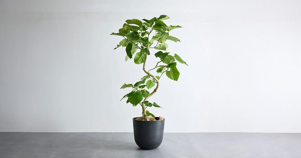 フィカス・ウンベラータ まがり | 観葉植物の通販 AND PLANTS (アンド