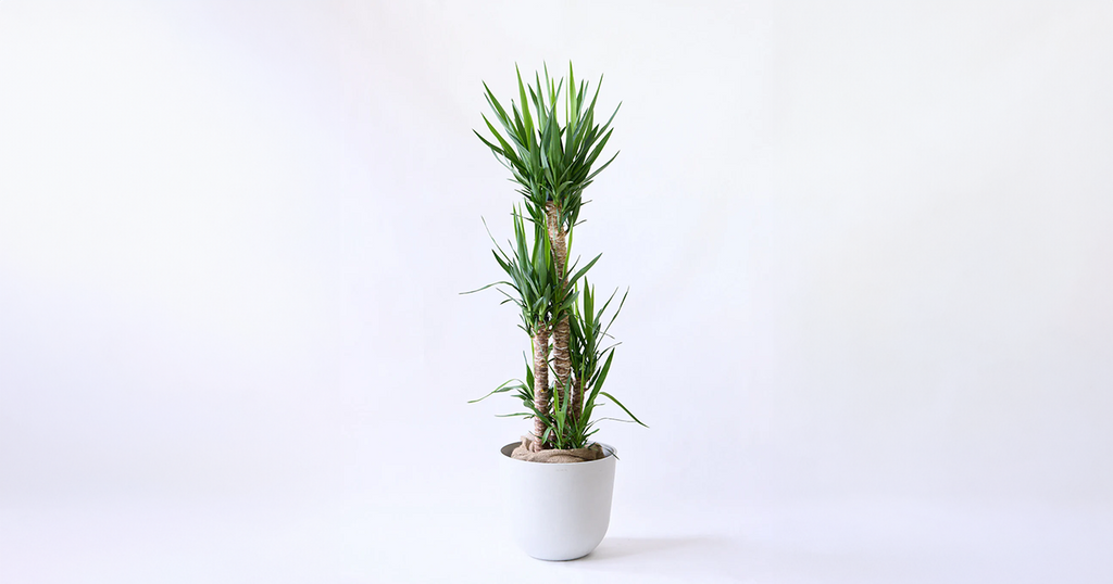 ユッカ・エレファンティペス 13号 | 観葉植物の通販 AND PLANTS ユッカ・エレファンティペス 13号 | 観葉植物の通販 AND PLANTS