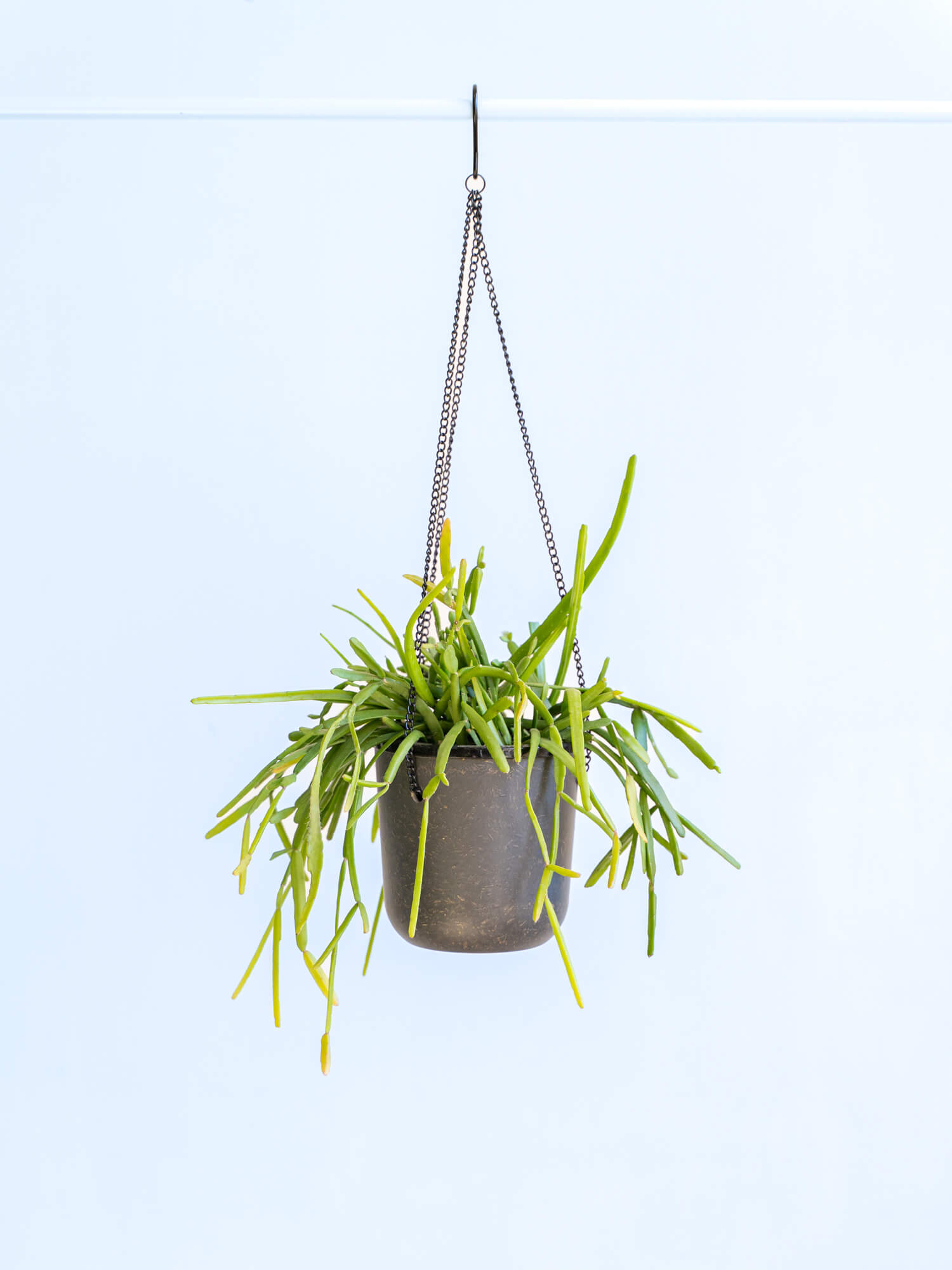 リプサリス | 観葉植物の通販 AND PLANTS (アンドプランツ)