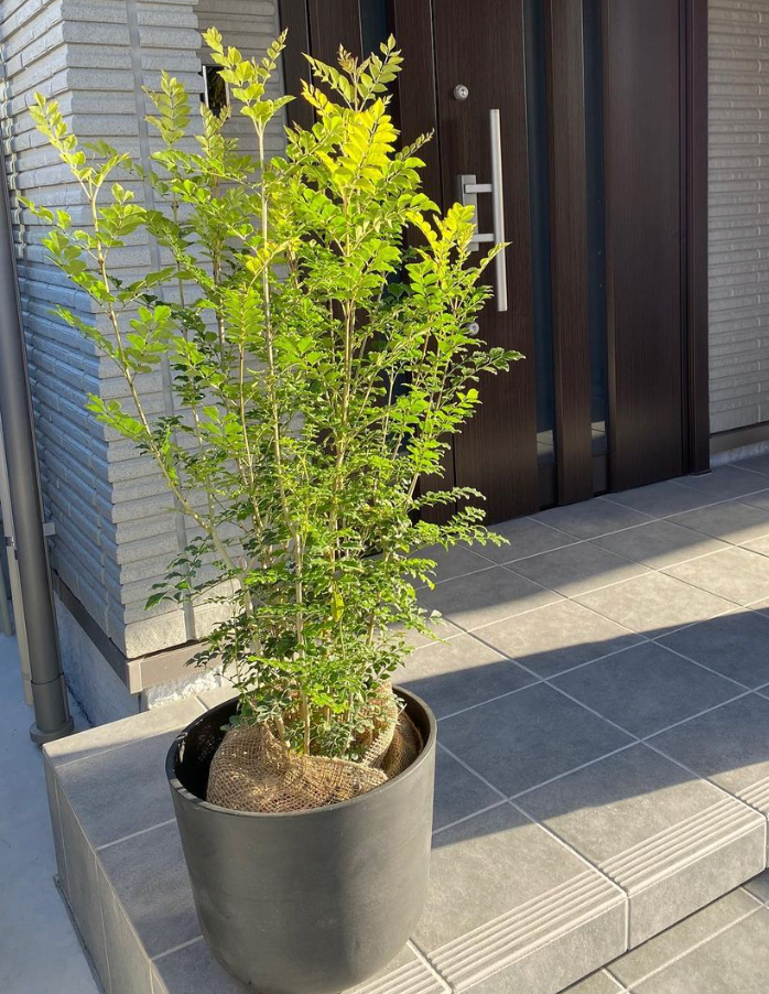 シマトネリコ | 観葉植物の通販 AND PLANTS (アンドプランツ) シマトネリコ | 観葉植物の通販 AND PLANTS (アンドプランツ)