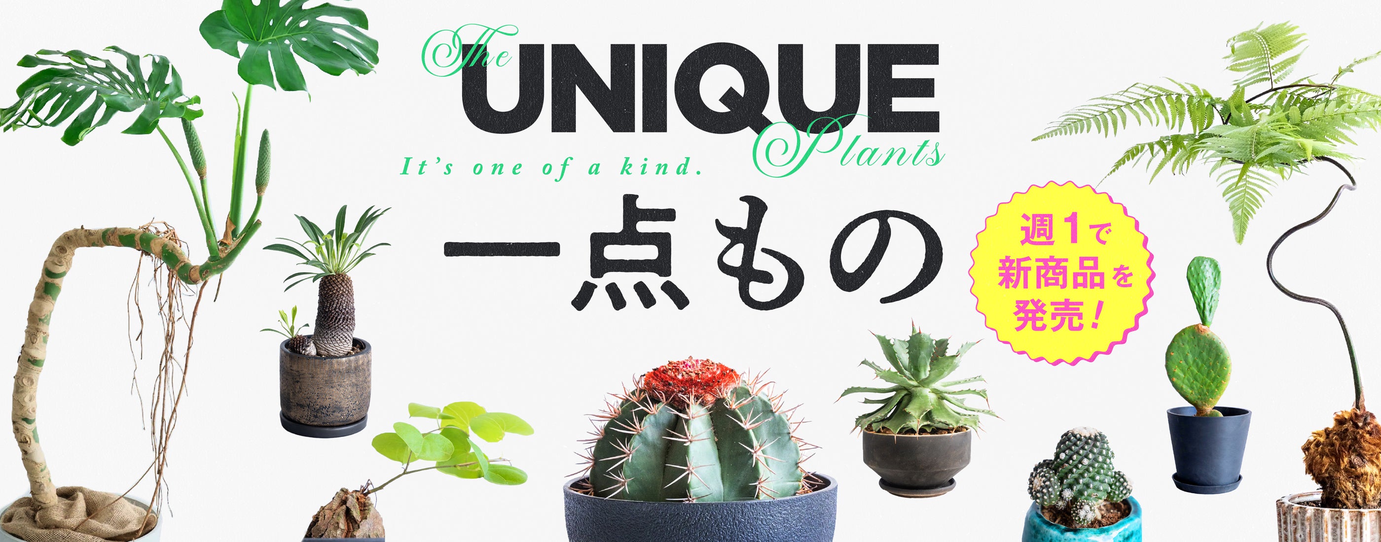一点もの植物