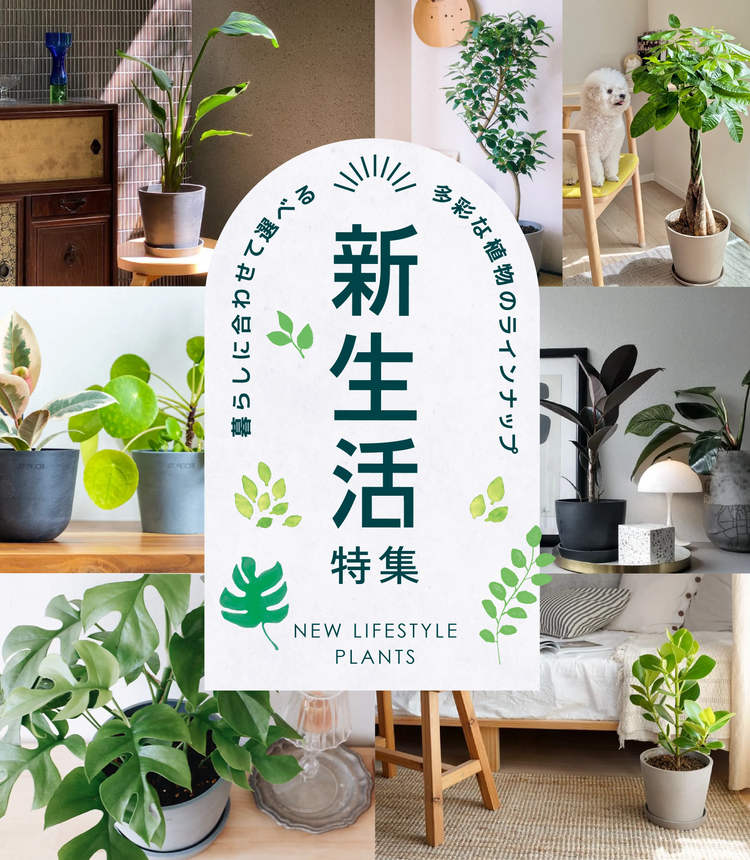 アンドプランツの観葉植物 | AND PLANTS (アンドプランツ) アンドプランツの観葉植物 | AND PLANTS (アンドプランツ)