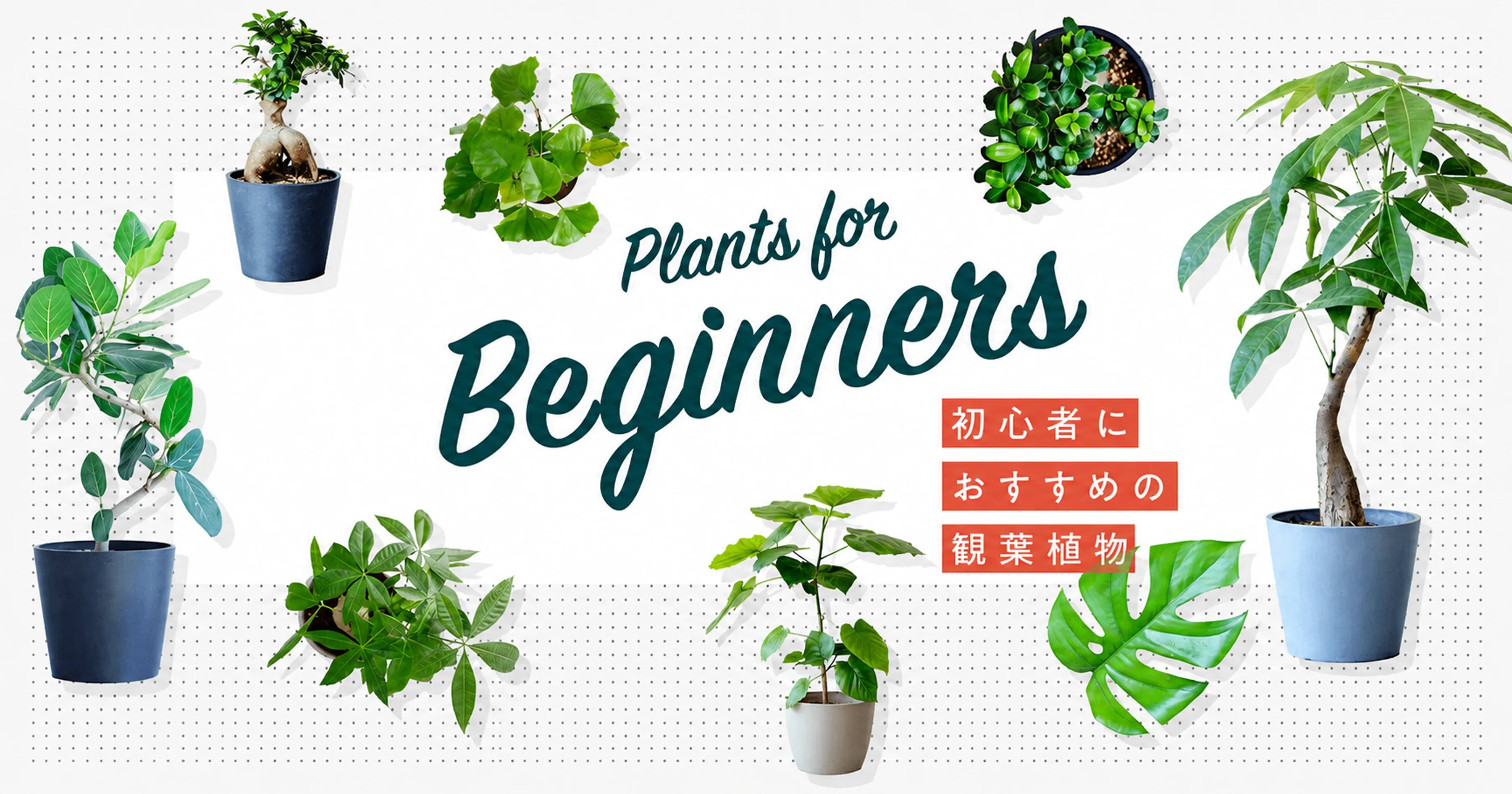 観葉植物の通販｜AND PLANTS（アンドプランツ）