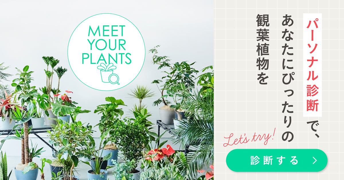 kkkkk.plants様 ありがとうございます。 観葉植物・お花の通販｜AND PLANTS (アンドプランツ)