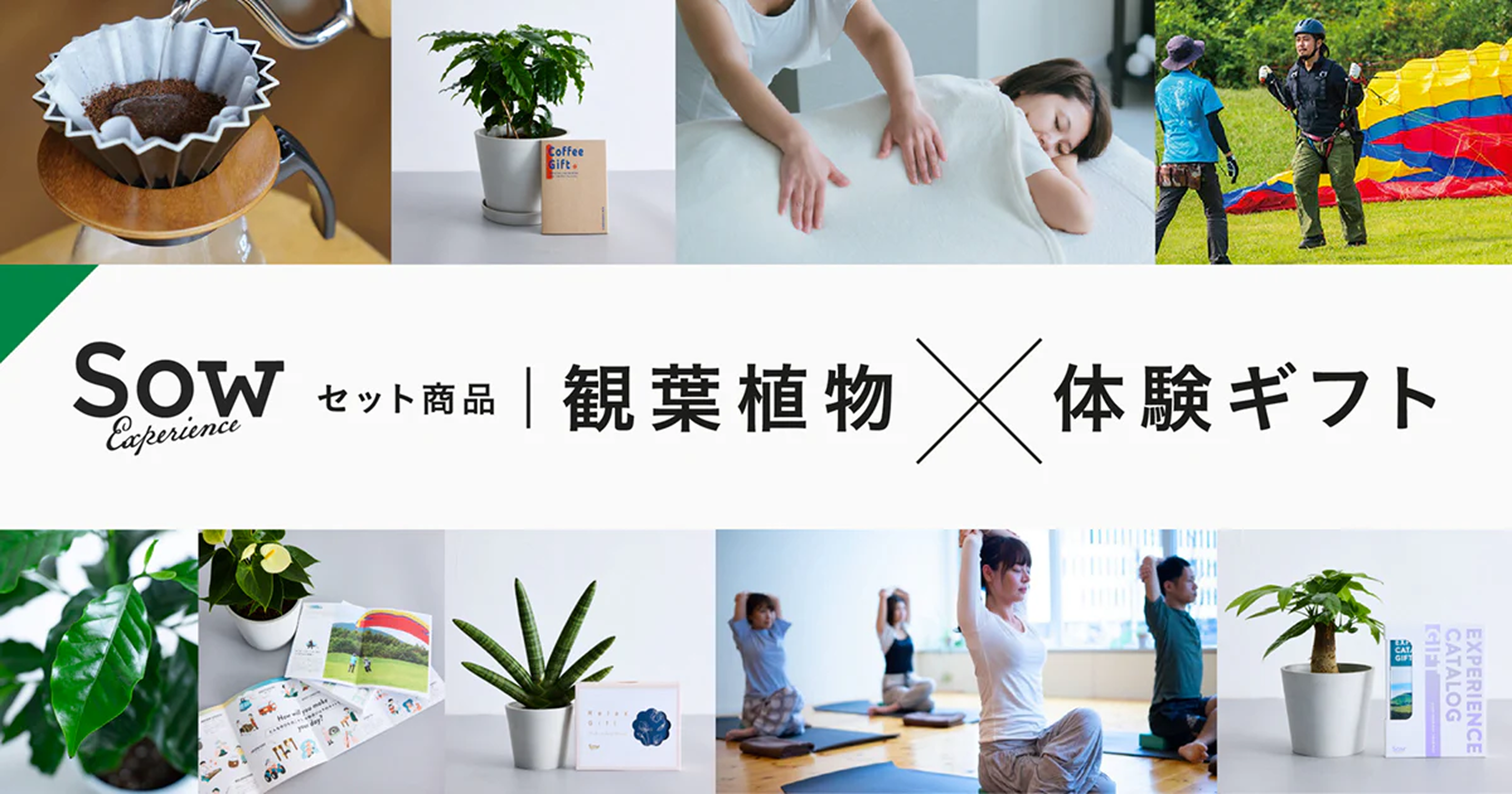 観葉植物の通販｜AND PLANTS（アンドプランツ）