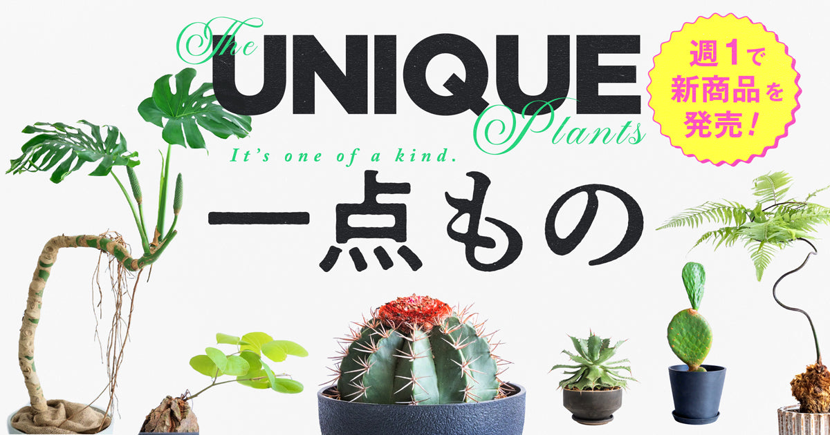 kkkkk.plants様 ありがとうございます。 観葉植物・お花の通販｜AND PLANTS (アンドプランツ)
