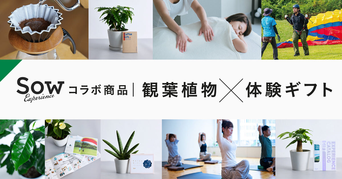 観葉植物の通販｜AND PLANTS（アンドプランツ）