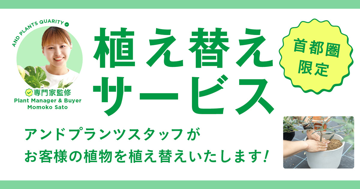 アンドプランツ・アンドフラワー｜観葉植物・お花の通販