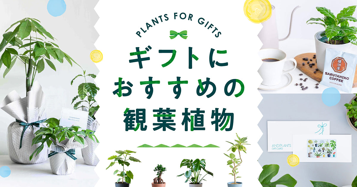 観葉植物の通販｜AND PLANTS（アンドプランツ）
